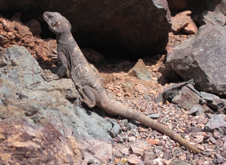 Chuckwalla